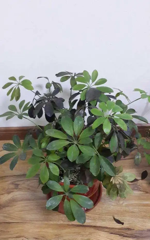 鵝掌藤葉子變黑掉落真難看,彆著急,學會這幾招就可以快速解決