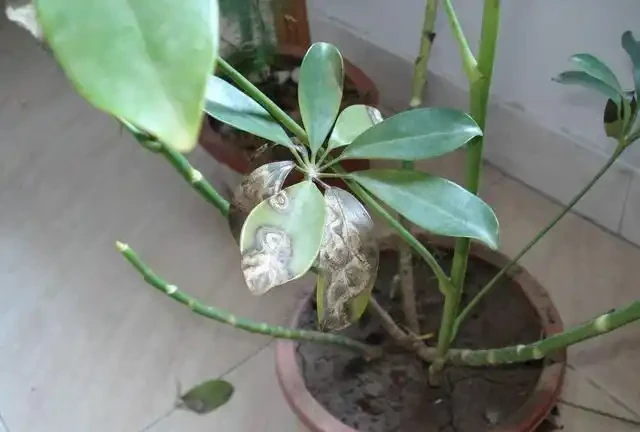鵝掌藤葉子變黑掉落真難看,彆著急,學會這幾招就可以快速解決