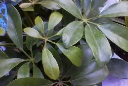 鵝掌藤葉子變黑掉落真難看,彆著急,學會這幾招就可以快速解決