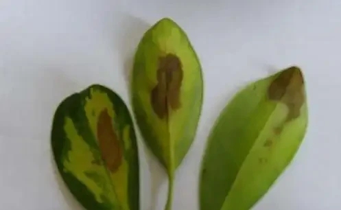 鵝掌藤葉子變黑掉落真難看,彆著急,學會這幾招就可以快速解決