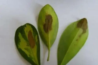 鵝掌藤葉子變黑掉落真難看，彆著急，學會這幾招就可以快速解決