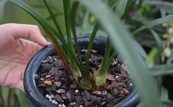 蘭花葉子老發黃?5招攻破,翠綠鮮亮、新葉猛長!