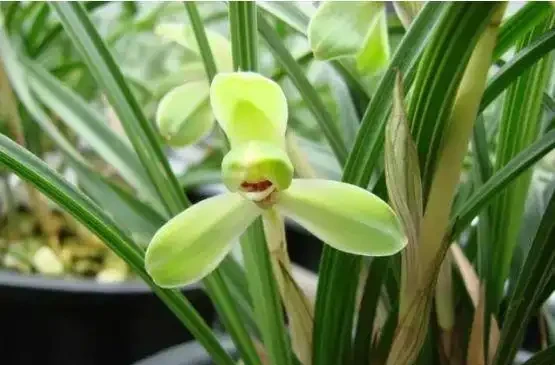 蘭花葉子老發黃?5招攻破,翠綠鮮亮、新葉猛長!
