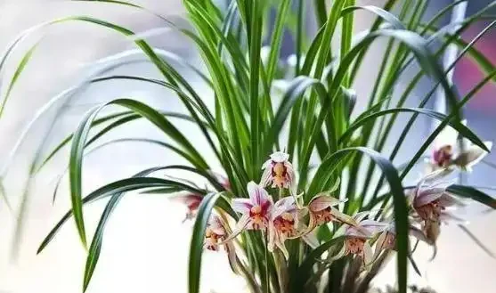 蘭花葉子老發黃?5招攻破,翠綠鮮亮、新葉猛長!