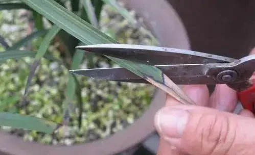 蘭花葉子老發黃?5招攻破,翠綠鮮亮、新葉猛長!