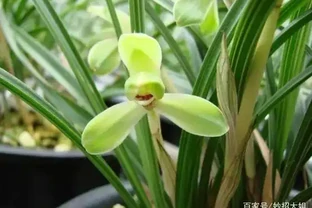 蘭花葉子老發黃？5招攻破，翠綠鮮亮、新葉猛長！