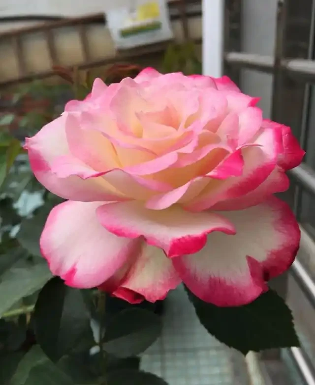 開花期長