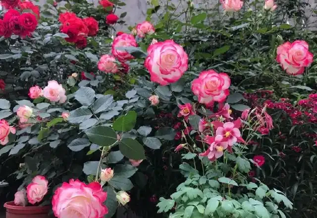 今日主角