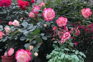 可以盆栽的玫瑰花，一花多色，四季花開，漂亮好養，入手不後悔