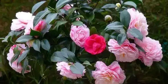它才是養花「神仙水」，澆水時兌一點，腐根黃葉全搞定！