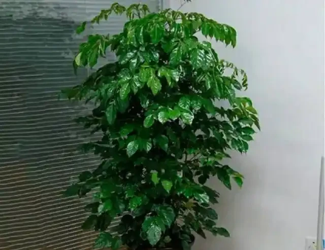 養了三年的幸福樹,葉子捲曲起皺不平整且沒病蟲害,是怎麼回事
