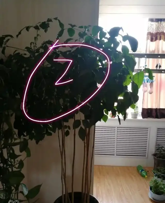 養了三年的幸福樹,葉子捲曲起皺不平整且沒病蟲害,是怎麼回事
