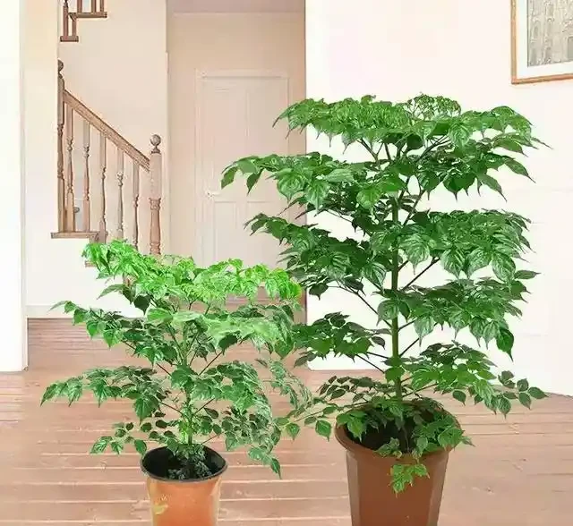 養了三年的幸福樹,葉子捲曲起皺不平整且沒病蟲害,是怎麼回事