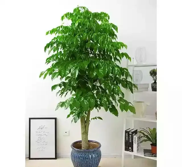 養了三年的幸福樹,葉子捲曲起皺不平整且沒病蟲害,是怎麼回事