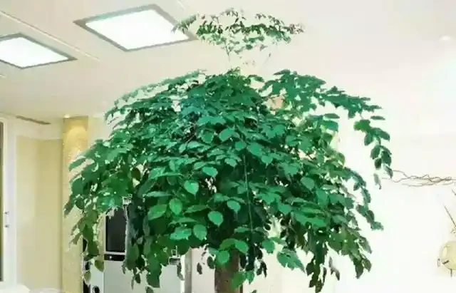 養了三年的幸福樹,葉子捲曲起皺不平整且沒病蟲害,是怎麼回事