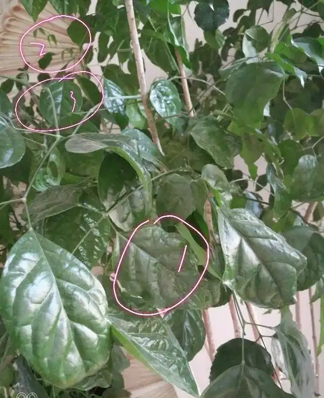 養了三年的幸福樹,葉子捲曲起皺不平整且沒病蟲害,是怎麼回事