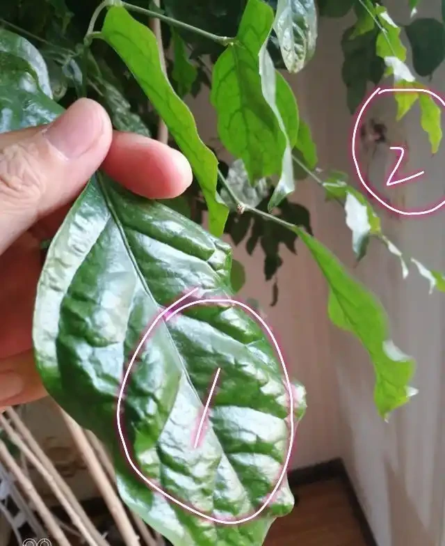 養了三年的幸福樹,葉子捲曲起皺不平整且沒病蟲害,是怎麼回事