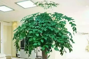 養了三年的幸福樹，葉子捲曲起皺不平整且沒病蟲害，是怎麼回事