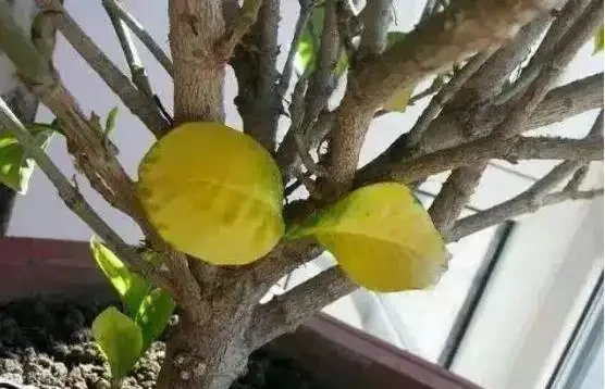 養花除了新陳代謝自然黃葉外,還有這20種常見的導致花黃葉的原因