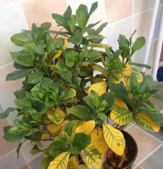 養花除了新陳代謝自然黃葉外,還有這20種常見的導致花黃葉的原因
