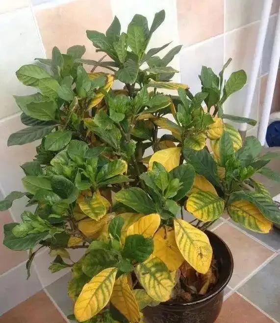 養花除了新陳代謝自然黃葉外,還有這20種常見的導致花黃葉的原因