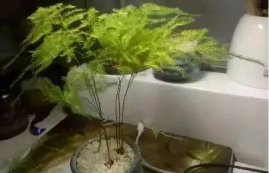 養花除了新陳代謝自然黃葉外,還有這20種常見的導致花黃葉的原因