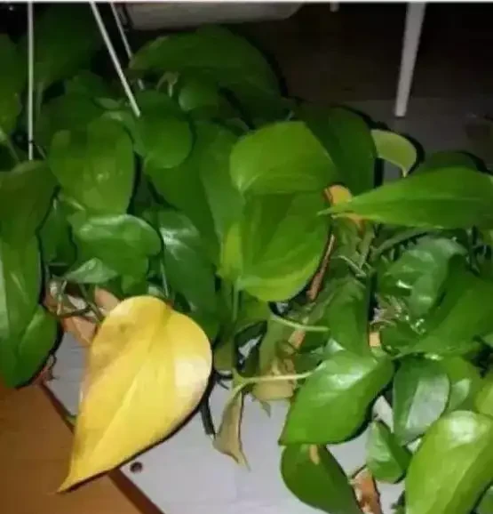 養花除了新陳代謝自然黃葉外,還有這20種常見的導致花黃葉的原因