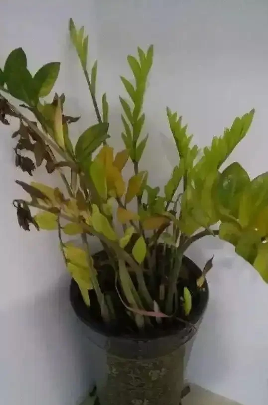 養花除了新陳代謝自然黃葉外,還有這20種常見的導致花黃葉的原因