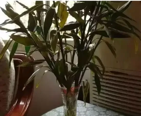養花除了新陳代謝自然黃葉外,還有這20種常見的導致花黃葉的原因