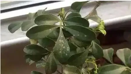 養花除了新陳代謝自然黃葉外,還有這20種常見的導致花黃葉的原因