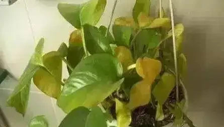 養花除了新陳代謝自然黃葉外,還有這20種常見的導致花黃葉的原因