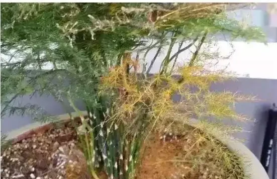養花除了新陳代謝自然黃葉外,還有這20種常見的導致花黃葉的原因