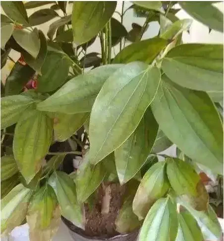 養花除了新陳代謝自然黃葉外,還有這20種常見的導致花黃葉的原因