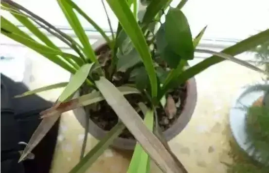 養花除了新陳代謝自然黃葉外,還有這20種常見的導致花黃葉的原因