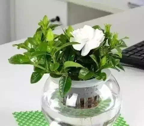 養花除了新陳代謝自然黃葉外,還有這20種常見的導致花黃葉的原因