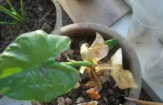 養花除了新陳代謝自然黃葉外,還有這20種常見的導致花黃葉的原因