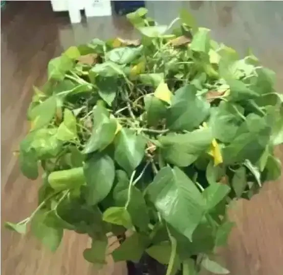 養花除了新陳代謝自然黃葉外,還有這20種常見的導致花黃葉的原因