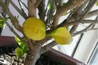 養花除了新陳代謝自然黃葉外，還有這20種常見的導致花黃葉的原因