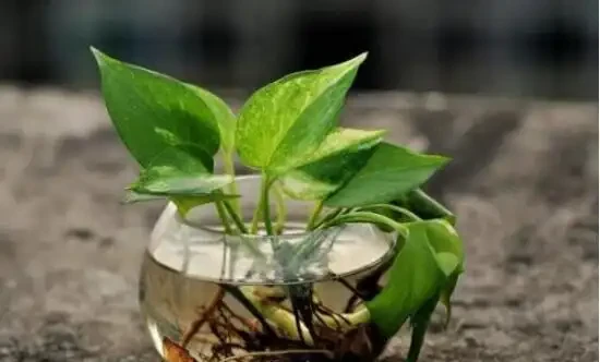 黃金葛可以用淘米水澆嗎，黃金葛澆什麼水最好，黃金葛澆淘米水注意事項
