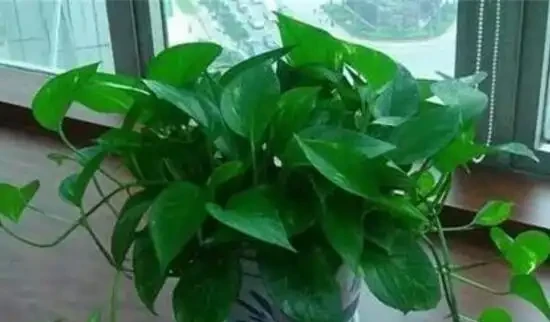 黃金葛可以用淘米水澆嗎，黃金葛澆什麼水最好，黃金葛澆淘米水注意事項