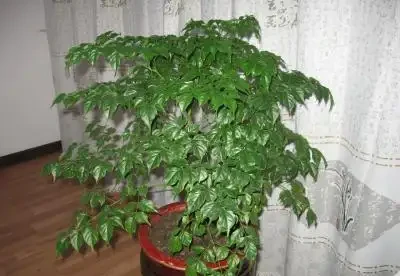 給幸福樹噴點「綠葉劑」，葉片綠的冒油，花兒呼呼開！