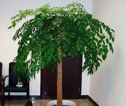 給幸福樹噴點「綠葉劑」，葉片綠的冒油，花兒呼呼開！