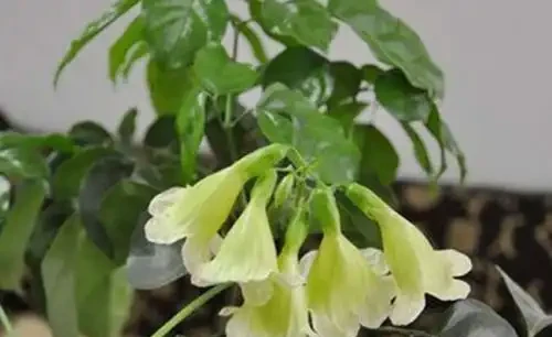 給幸福樹噴點「綠葉劑」，葉片綠的冒油，花兒呼呼開！