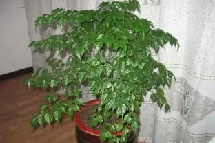 給幸福樹噴點「綠葉劑」，葉片綠的冒油，花兒呼呼開！