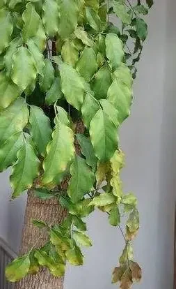 幸福樹老葉發黃的八大原因及症狀,非常實用!