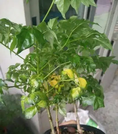 幸福樹老葉發黃的八大原因及症狀,非常實用!