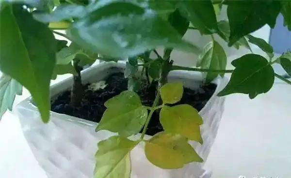 幸福樹老葉發黃的八大原因及症狀,非常實用!