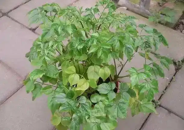 幸福樹老葉發黃的八大原因及症狀,非常實用!