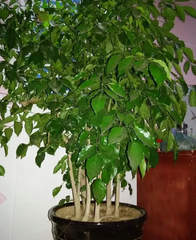 幸福樹老葉發黃的八大原因及症狀,非常實用!