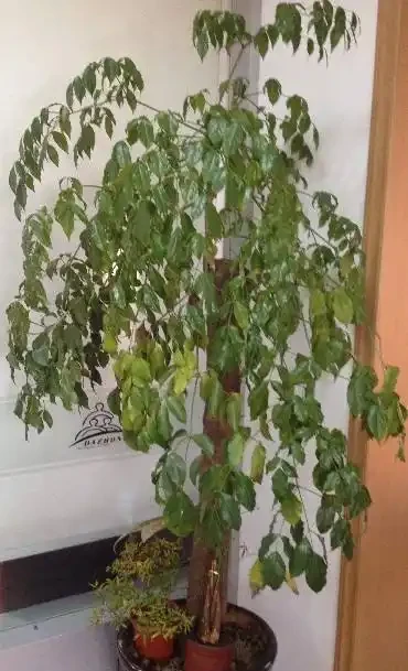 幸福樹老葉發黃的八大原因及症狀,非常實用!